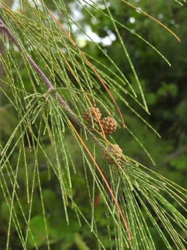 Casuarina Plants — Browse 1 varieties